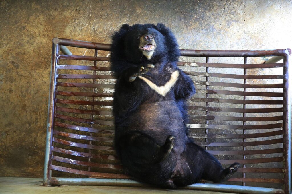 Activistas acudieron a tribunales para impedir la cacería de osos negros en Florida - AlbertoNews