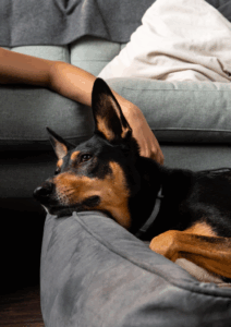 Anemia canina: identificando causas y síntomas claves