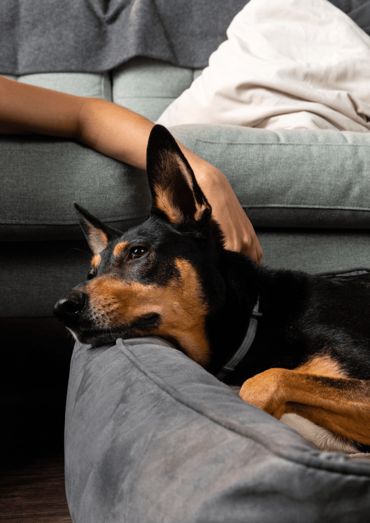 Anemia canina: identificando causas y síntomas claves