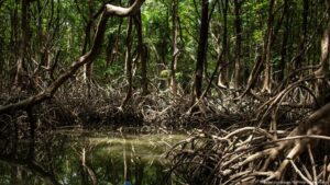 Biodiversidad amazónica, un escudo frente a enfermedades – DW – 12/09/2025