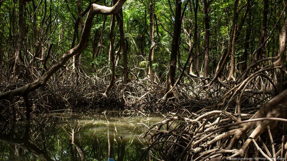 Biodiversidad amazónica, un escudo frente a enfermedades – DW – 12/09/2025