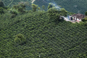 Caficultores colombianos apuestan por la reforestación para reducir huella de carbono