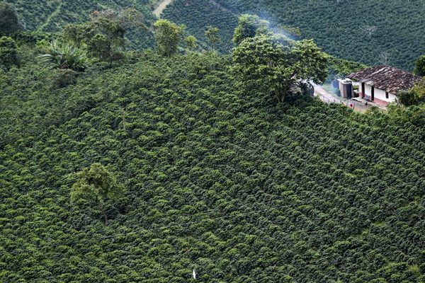 Caficultores colombianos apuestan por la reforestación para reducir huella de carbono
