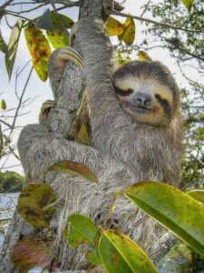 Campeones del sueño animal: ¿Qué especies duermen más en el reino animal?