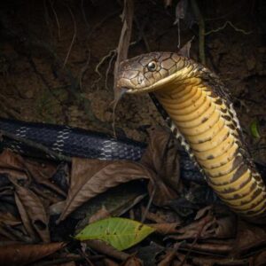 Cobras reales en combate: por qué no muerden ni inyectan veneno a sus adversarios durante la lucha