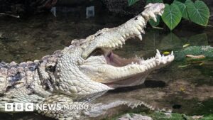 Cómo Juancho, un caimán del Orinoco, juega desde Dallas un papel clave para impedir la extinción de su especie