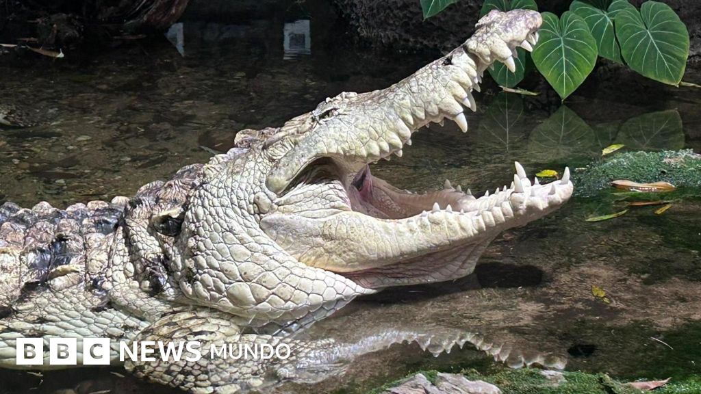 Cómo Juancho, un caimán del Orinoco, juega desde Dallas un papel clave para impedir la extinción de su especie