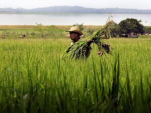 Corte Constitucional avaló ley estatutaria de jurisdicción agraria: ¿qué viene ahora? | Agro | Economía