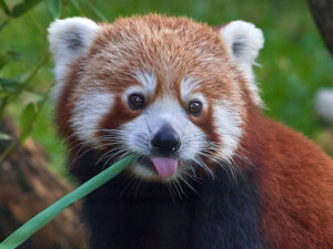 Día Internacional del Panda Rojo 2025: una llamada urgente para proteger al “zorro de fuego”