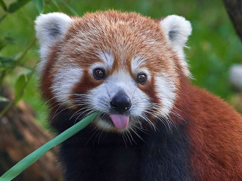 Día Internacional del Panda Rojo 2025: una llamada urgente para proteger al “zorro de fuego”