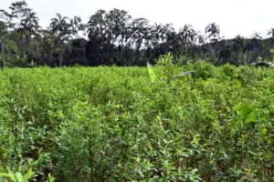 EEUU quita certificación de aliado antidrogas a Colombia, el mayor productor de cocaína