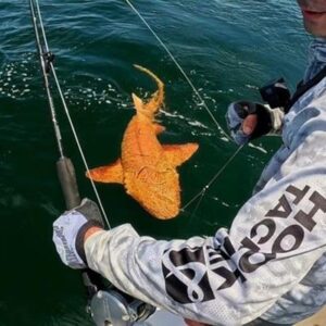 El hallazgo de un tiburón dorado único en su especie en Costa Rica sorprende a los científicos