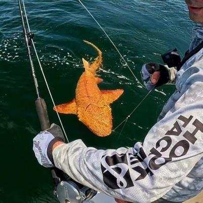 El hallazgo de un tiburón dorado único en su especie en Costa Rica sorprende a los científicos