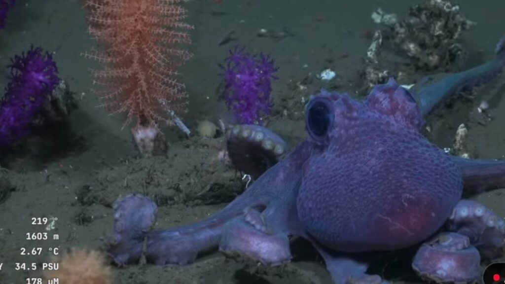 El pulpo con verrugas que sorprendió en las profundidades de Uruguay