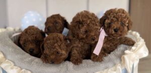 Estafas en la venta de Caniche Toy
