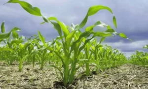 Fedeagro alerta que las lluvias afectaron el ritmo de la siembra de maíz