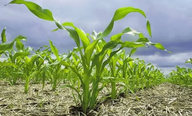 Fedeagro alerta que las lluvias afectaron el ritmo de la siembra de maíz
