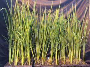 Hacia un arroz lunar del que alimentarse fuera de la Tierra
