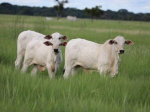 Hacienda San José se une a DeltaGen y lidera la innovación genética en la ganadería colombiana | Agro | Economía