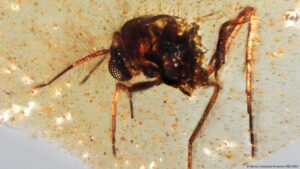 Hallan ámbar con insectos que habitaron con los dinosaurios – DW – 19/09/2025