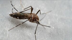 Hallan en Venezuela nueva especie de zancudo transmisor de «malaria grave»