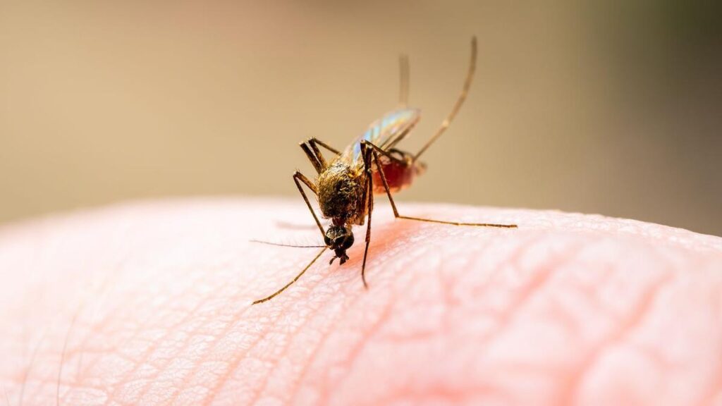 Hallan nueva especie de mosquito transmisor de malaria