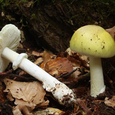 Hongos mortales: estas son 5 de las especies más venenosas del mundo