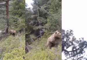 Imágenes registraron los últimos momentos de un escalador atacado por un oso