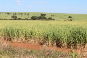 La cucaracha inspira innovaciones energéticas e industriales en Brasil : IPS Agencia de Noticias