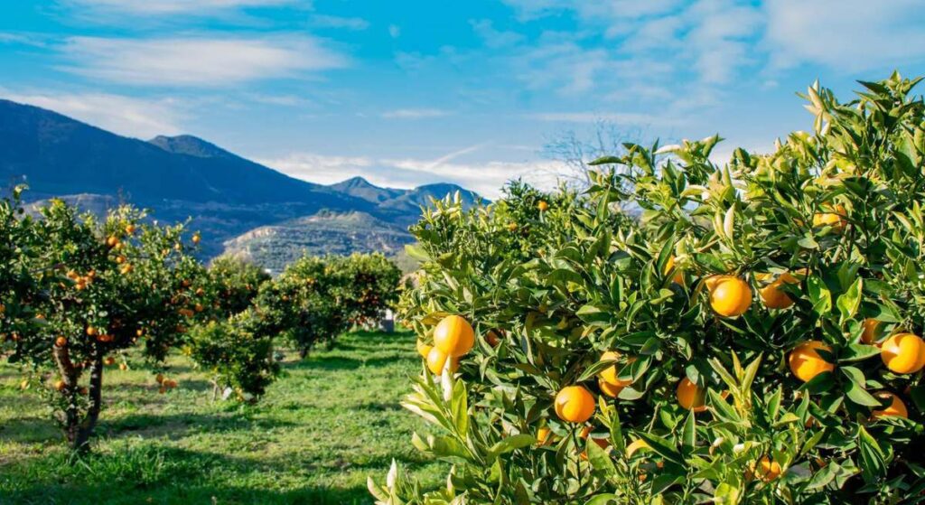 La producción ecológica española mira a Asia tras el alza de aranceles de Estados Unidos
