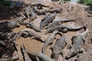 La vida secreta de los cocodrilos