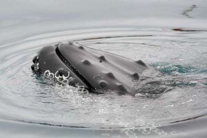 Lenguajes estructurados no humanos | Noticias de la Ciencia y la Tecnología (Amazings® / NCYT®)