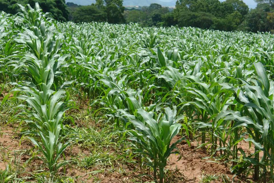 Fedeagro siembra maiz