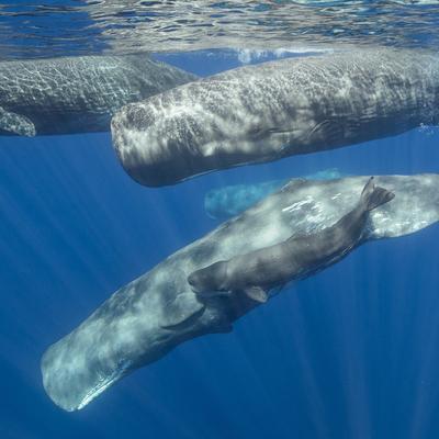 Los 3 animales más ruidosos del mundo: emiten sonidos más fuertes que los motores de aviones y conciertos de rock