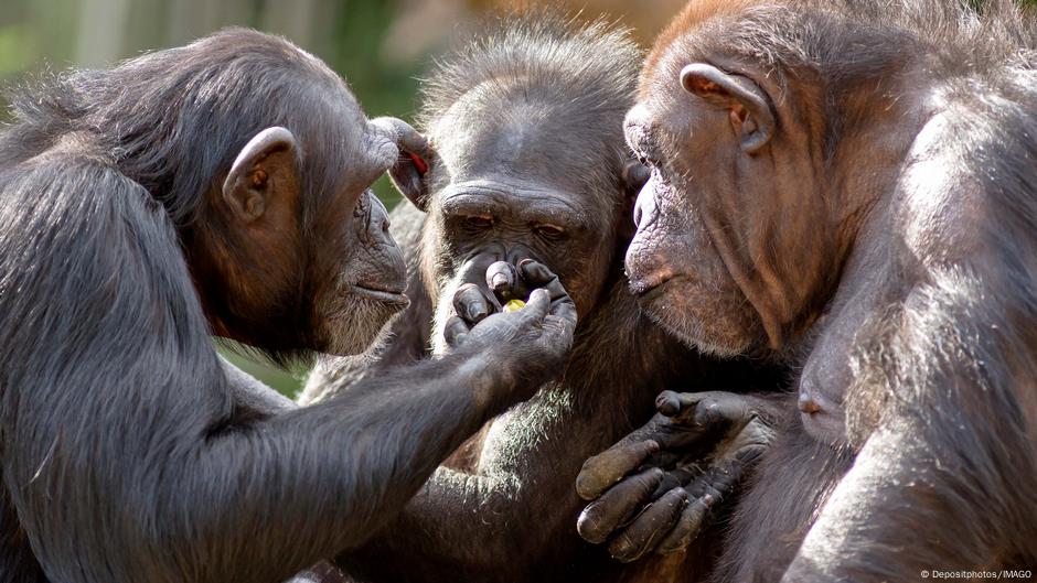 Los chimpancés beben el equivalente a una cerveza al día – DW – 18/09/2025