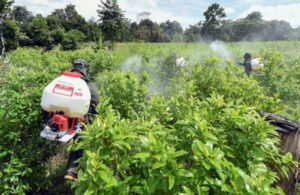 Min Defensa: Si EEUU retira certificación antidrogas a Colombia ganarán las mafias del narcotráfico
