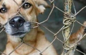 Ministerio Público investiga dos casos de maltrato animal que se hicieron virales