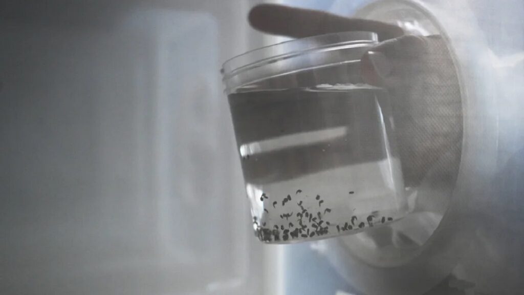Nuevo mosquito identificado en Venezuela sería potencial transmisor de la malaria