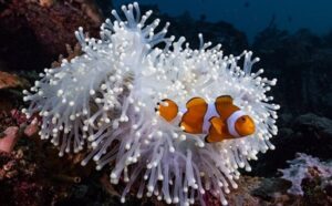Olas de calor marinas amenazan la supervivencia de peces payaso y anémonas – AlbertoNews