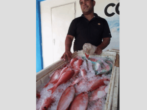 Pescado fresco y barato ofrecen en el muelle de Macuto
