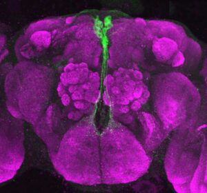 Primera transferencia de conducta entre especies al manipular un solo gen