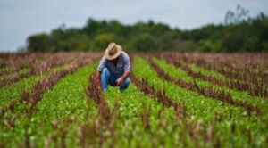 Productores agrícolas solicitan financiamientos para impulsar el sector
