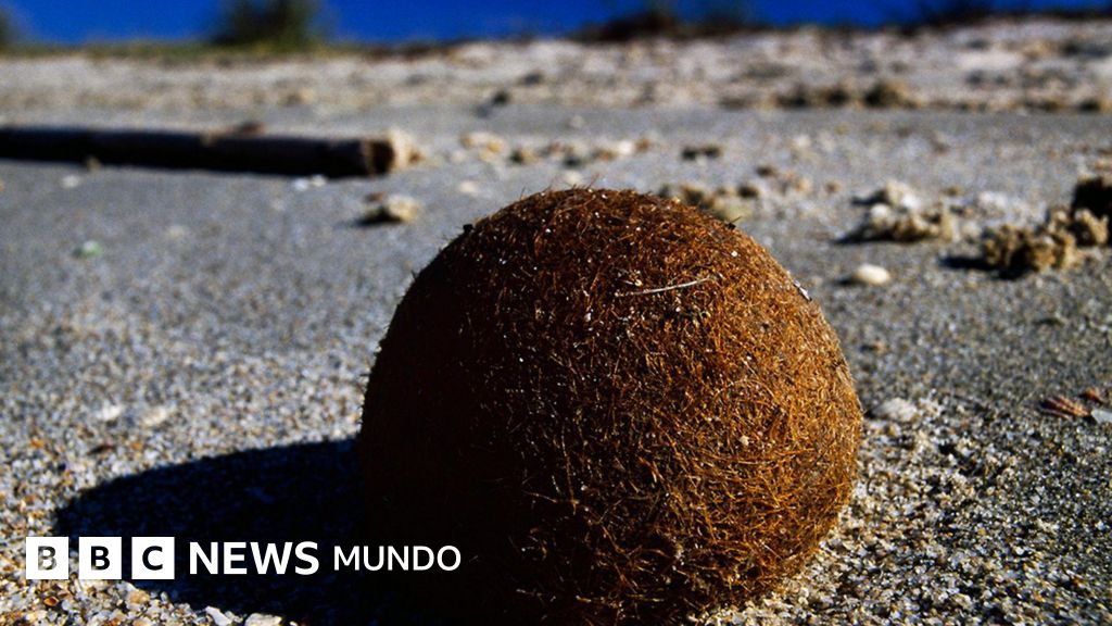 Qué son las "pelotas de Neptuno" cargadas de plásticos que aparecen en las playas