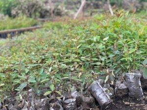 Reforestación de terrenos dañados por desplazados en la guerra en la República Democrática del Congo : IPS Agencia de Noticias