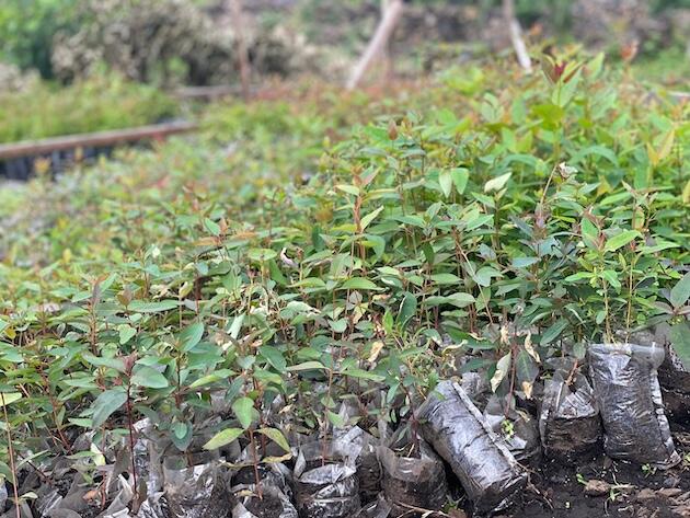Reforestación de terrenos dañados por desplazados en la guerra en la República Democrática del Congo : IPS Agencia de Noticias