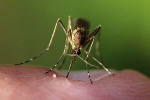Repelentes naturales contra los mosquitos: Qué funciona y qué no