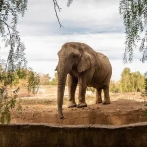 Tras 40 años en cautiverio: la conmovedora llegada de la última elefanta argentina a Brasil