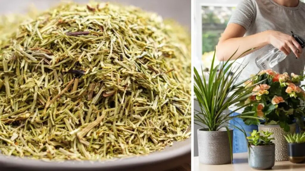 beneficios medicinales, usos terapéuticos, para qué sirve y cómo cultivarla en casa