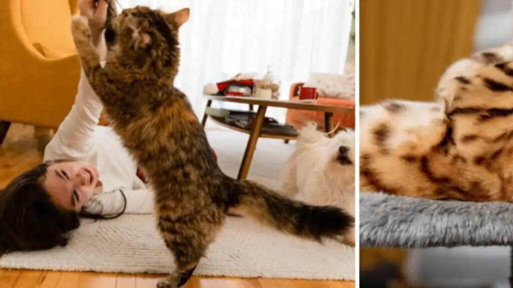 estos son los seis síntomas que todo dueño debe estar atento para ayudar a su mascota