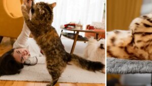 estos son los seis síntomas que todo dueño debe estar atento para ayudar a su mascota